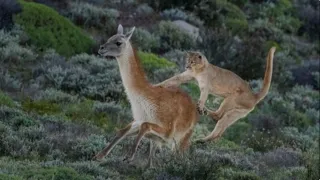 Пума и гуанако. Puma and guanaco #animals