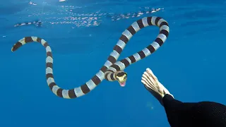 How I Survived a Bite by the Worlds Deadliest Snake whilst Spearfishing