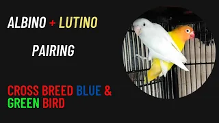 Albino+Lutino Pairing | Best Pairing of Love bird | Best Cross Breeding