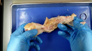 Chicken Wing Dissection Waukee SMS