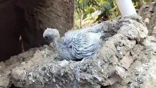 कबूतरों की दुनिया//How to make a pigeon house✌️#akhilsamrat #kabutar