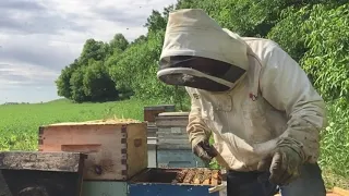 What I do to a Chalkbrood beehive - June 11 2020