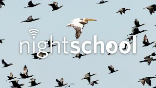 NightSchool: Animal Navigation