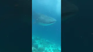 Мальдивы. Китовая акула. Maldives. Whale shark