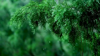 Listen To The Rain On The Forest Path, Relax, Reduce Anxiety, And Sleep Deeply #002