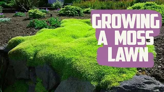 How to Grow a Moss Lawn - Low-Maintenance Grass Alternative - Growing Moss Lawn