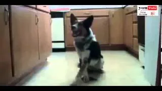 Ultimate Funny Guilty Dog Video Compilation 2013 [HD]