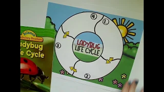 Ladybug Life Cycle Read Aloud