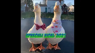 Я ржал до слез / РУССКИЕ ПРИКОЛЫ 2021 / НОВЫЕ ПРИКОЛЫ ИЮЛЯ / смешные животные | поржал от души /