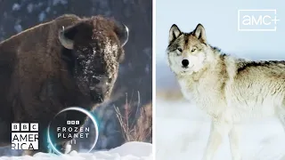 Wolves vs Bison, Who Will Win? 🐺🦬 Frozen Planet II | BBC America