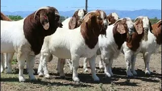 How to be successful in Goat Farming.