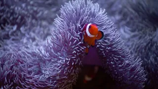 Stunning Aquarium & The Best Relaxing Music - SLEEP MUSIC