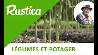 Planter l'asperge verte