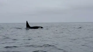 Orca pod