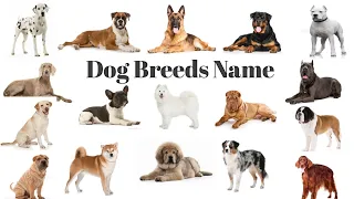 Names of All Dogs|Dog Breeds Names With pictures|Dog Name list in English|Most Popular Dog Names