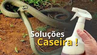 Como espantar cobras do quintal ou sítio com soluções caseiras !#solucoes #cobras