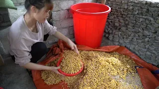 Farm in the countryside - ingredients needed to make a drink from corn - Farm Life, Free Bushcraft