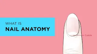 What is the Anatomy of a Nail