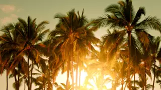 Avicii - The Nights (Mau Kilauea's Tropical Remix)