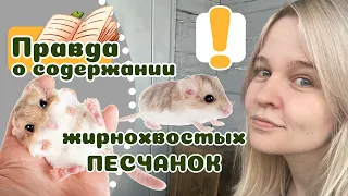 20 вещей которые надо знать о ЖИРНОХВОСТЫХ ПЕСЧАНКАХ прежде чем завести. Кисели дома! :)