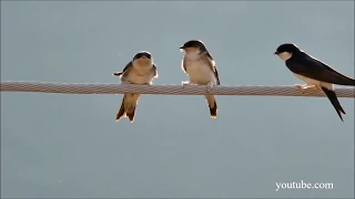 Apie paukščius - kregždės