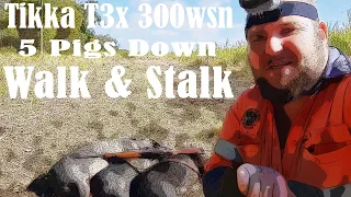 Tikka T3x Battue 300wsn Hog Hunting review. Walk-and-Stalk tips when hunting sugarcane.