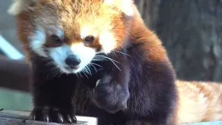 レッサーパンダのイチゴのお食事タイム（野毛山動物園）