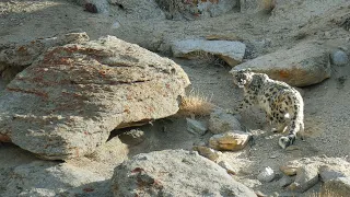 Snow Leopard meets Red Fox - Ulay, Ladakh