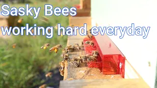 DAILY LIFE OF HARD WORKING BEES