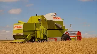 Żniwa 2017 // Pszenica // Claas dominator 48 // Kapikk TV