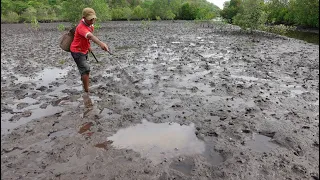 I Found Giant Mud Crab Pond at Sea Swamp after Water Low Tide