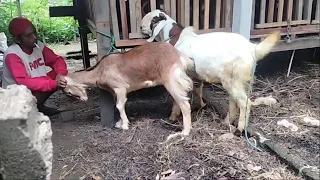 Young goat crosses with red goat in village farm