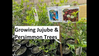 Growing Jujube and Persimmon Trees