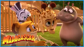 DreamWorks Madagascar | Let's cheer up Melman! | Madagascar: A Little Wild