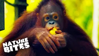 Baby Orangutan Learns Sign Language | Wild Animal in my Family | Nature Bites