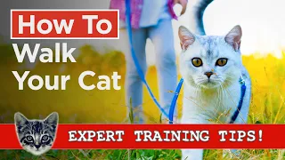 How To Walk Your Cat - Simple & Effective Cat Training Steps