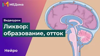 СПИННОМОЗГОВАЯ ЖИДКОСТЬ │ Образование ликвора, циркуляция и отток ликвора | USMLE step 1 | Медома