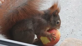 Tagträume🐿️Abstandsregel