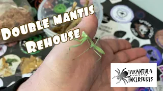 Double mantis rehouse #mantis