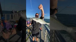 MASSIVE Fish Destroys Angler on Public Pier!