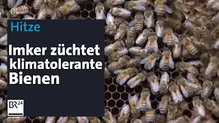 Hitze: Imker züchtet klimatolerante Bienen | BR24