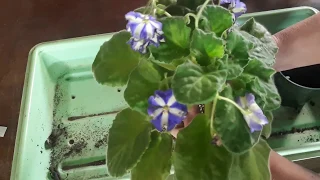 When and how to repot an African violet plant