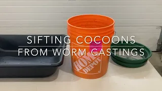 Sifting cocoons from worm castings. Worm Farm Episode 2.