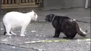 Киски дерутся. Cat fight.