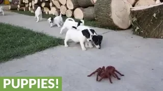 Jack Russell puppies take on huge robotic spider