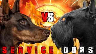 Doberman vs Giant Schnauzer | Giant Schnauzer vs Doberman | Powerful Guard Dog? | Billa Boyka |