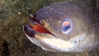 Glienicker See bei Nacht (4): Fische im Rampenlicht