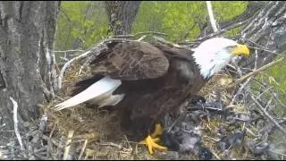 Decorah Eagles-Dad Delivers Crow&Fish,Mom De-Feathers 4/29/16