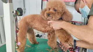 Give brown poodle a bath, clean its toes, trim and groom it, the pet groomer is very professional