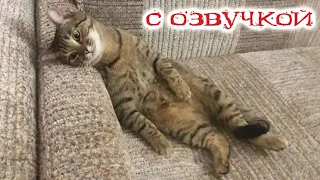 Приколы с котами! С ОЗВУЧКОЙ! САМЫЕ СМЕШНЫЕ ЖИВОТНЫЕ - Смешное видео с котами и собаками!